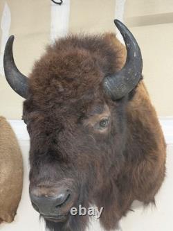 NEW Bison Buffalo MOUNT TAXIDERMY elk art craft deer moose