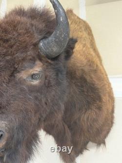 NEW Bison Buffalo MOUNT TAXIDERMY elk art craft deer moose