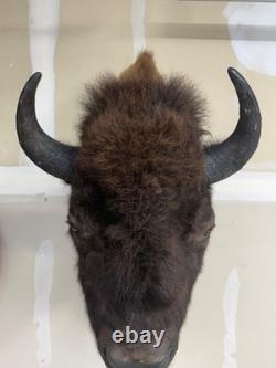NEW Bison Buffalo MOUNT TAXIDERMY elk art craft deer moose