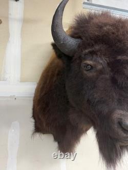 NEW Bison Buffalo MOUNT TAXIDERMY elk art craft deer moose