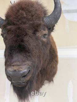 NEW Bison Buffalo MOUNT TAXIDERMY elk art craft deer moose