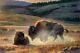 Nancy Glazier Eye Of The Storm Giclee on Canvas Signed Bison Buffalo Hills