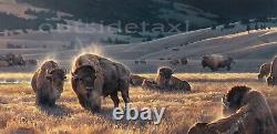 Nancy Glazier The Hidden Valley Buffalo Bison Art Print S&N with certificate