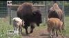 Native Americans Celebrate Rare White Bison