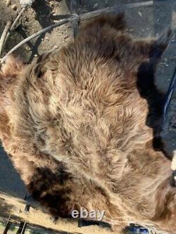 Native lakota Bison Buffalo Robe Hide Leather Native Antler craft tanned fur