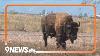 New State Law Classifies Bison As Livestock U0026 Wildlife Protecting Wild Bison That Wander Into State