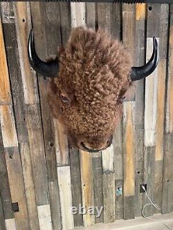 North American Bison (Buffalo) Shoulder Wall Mount