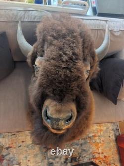 North American Bison (Buffalo) Shoulder Wall Mount Taxidermy