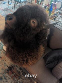 North American Bison (Buffalo) Shoulder Wall Mount Taxidermy