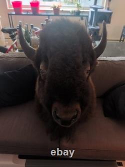 North American Bison (Buffalo) Shoulder Wall Mount Taxidermy