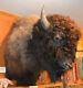 North American Bison (Buffalo) Shoulder Wall Mount with FREE Shipping