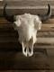 North American Bison Bull Skull