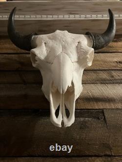 North American Bison Bull Skull