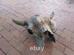 Oklahoma Ancient Bison Buffalo Skull with Horns