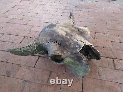 Oklahoma Ancient Bison Buffalo Skull with Horns