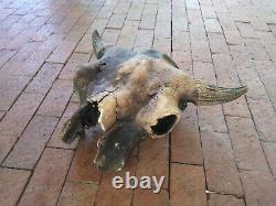 Oklahoma Ancient Bison Buffalo Skull with Horns