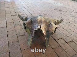 Oklahoma Ancient Bison Buffalo Skull with Horns