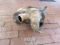 Oklahoma Ancient Bison Buffalo Skull with Horns