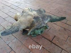 Oklahoma Ancient Bison Buffalo Skull with Horns