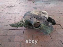 Oklahoma Ancient Bison Buffalo Skull with Horns