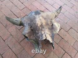 Oklahoma Ancient Bison Buffalo Skull with Horns