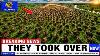 Oklahoma Released 300 Bison Into America S Largest Prairie Then Everything Changed