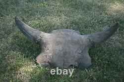 Old Buffalo (Bison) Skull from a Bygone Era