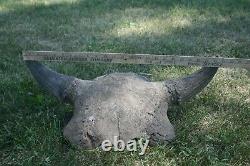 Old Buffalo (Bison) Skull from a Bygone Era
