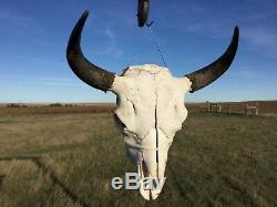 Old School Buffalo Skull Horns Bison Bone Teeth Huge Head 23 + Bull