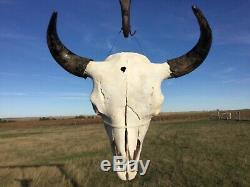 Old School Buffalo Skull Horns Bison Bone Teeth Huge Head 25 Bull