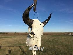 Old School Buffalo Skull Horns Bison Bone Teeth Huge Head 25 Bull