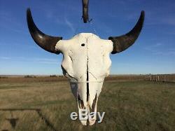 Old School Buffalo Skull Horns Bison Bone Teeth Huge Head 26 Bull