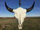 Old School Buffalo Skull Horns Bison Bone Teeth Huge Head 27 Bull