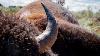 Once In A Lifetime Hunt Utah Bison