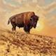 Original 36x36Oil Painting Majestic American Bison Buffalo On The Hill At Sunset