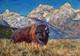 Original Acrylic Painting / Art Grand Teton Bison Framed Mini
