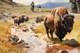 Original Hand Painted Western Art -American Bison Herd By A Stream 24x16 Signed