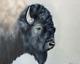 Original Majestic Bison Oil Painting wildlife