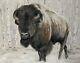 Original Majestic Bison Oil Painting wildlife