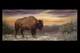 Original Oil Painting Buffalo Bison Yellowstone Sunset Western Wildlife Art