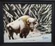 Original Wildlife Oil Painting Bison Bull by Marc Bitler