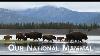 Our National Mammal A Yellowstone Buffalo Documentary