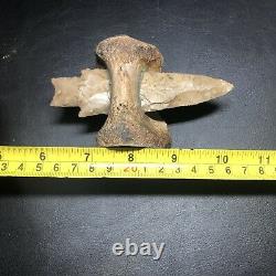 Pedernales Indian Arrowhead stuck in Bison Vertebra Art Piece Wolf Family Coll