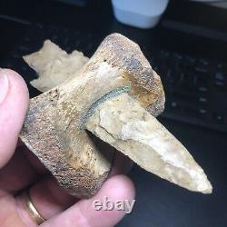 Pedernales Indian Arrowhead stuck in Bison Vertebra Art Piece Wolf Family Coll