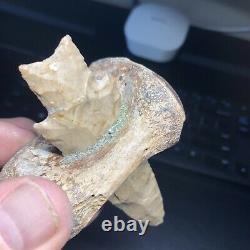 Pedernales Indian Arrowhead stuck in Bison Vertebra Art Piece Wolf Family Coll