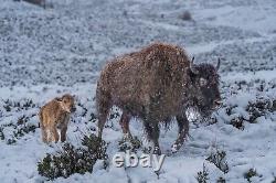 Perseverance Bison Wildlife Photograph Yellowstone National Park 2022