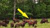 Photographer Saw Something Strange In A Bison Herd Taking Binoculars He Couldn T Believe His Eyes