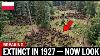 Poland Released 4 Bison Into A 12 000 Year Old Forest What Happened Next Stunned All Europe