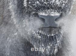 Powerful Yellowstone Bison Western Decor Limited Edition Signed Giclee Print
