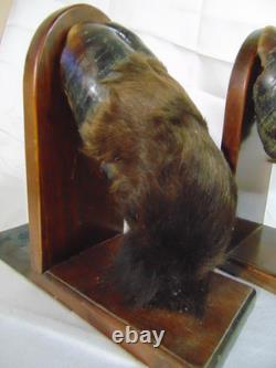 Pr Vintage Bison Hoof Taxidermy Bookends Display Books Hunting Lodge Library